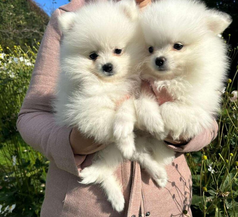 Pomeranian boo