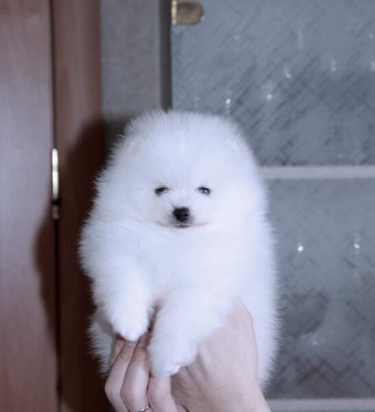 Pomeranian boo
