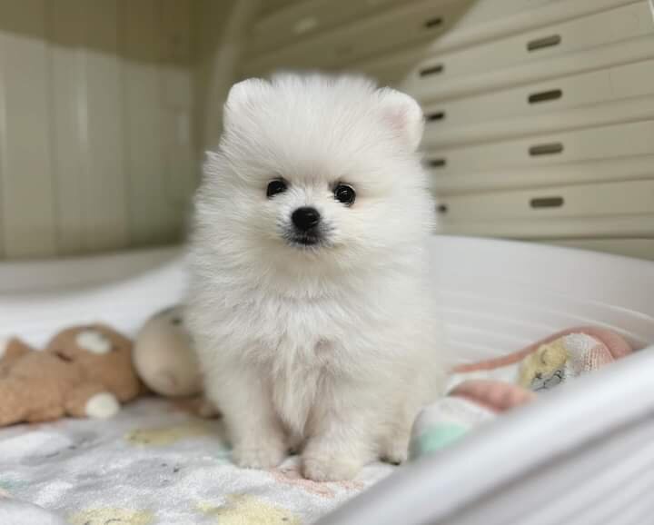 Pomeranian boo