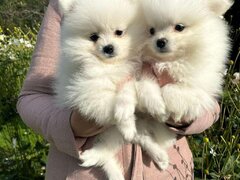 Pomeranian boo