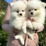 Pomeranian boo